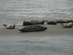 Seals at the Vondelingsplaat sandbank, viewed from the Seal Safari boat on the National Park Oosterschelde