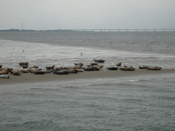 The Vondelingsplaat sandbank with seals, viewed from the Seal Safari boat on the National Park Oosterschelde