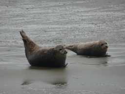 Seals at the Vondelingsplaat sandbank, viewed from the Seal Safari boat on the National Park Oosterschelde