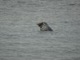 Seal in the water near the Vondelingsplaat sandbank, viewed from the Seal Safari boat on the National Park Oosterschelde