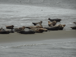 Seals at the Vondelingsplaat sandbank, viewed from the Seal Safari boat on the National Park Oosterschelde