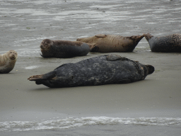 Seals at the Vondelingsplaat sandbank, viewed from the Seal Safari boat on the National Park Oosterschelde