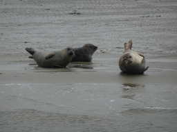 Seals at the Vondelingsplaat sandbank, viewed from the Seal Safari boat on the National Park Oosterschelde