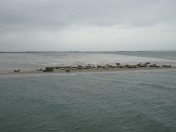 The Vondelingsplaat sandbank with seals, viewed from the Seal Safari boat on the National Park Oosterschelde