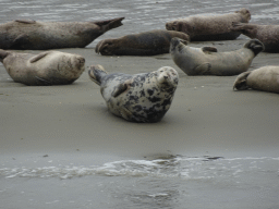 Seals at the Vondelingsplaat sandbank, viewed from the Seal Safari boat on the National Park Oosterschelde