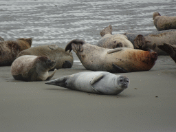 Seals at the Vondelingsplaat sandbank, viewed from the Seal Safari boat on the National Park Oosterschelde