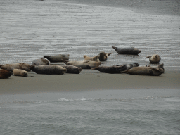 Seals at the Vondelingsplaat sandbank, viewed from the Seal Safari boat on the National Park Oosterschelde