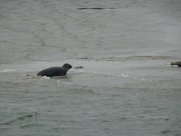 Seals at the Vondelingsplaat sandbank, viewed from the Seal Safari boat on the National Park Oosterschelde