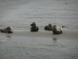 Seals at the Vondelingsplaat sandbank, viewed from the Seal Safari boat on the National Park Oosterschelde