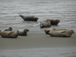 Seals at the Vondelingsplaat sandbank, viewed from the Seal Safari boat on the National Park Oosterschelde