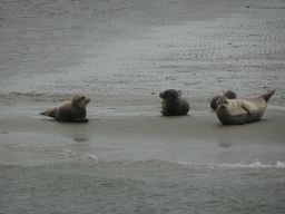 Seals at the Vondelingsplaat sandbank, viewed from the Seal Safari boat on the National Park Oosterschelde