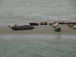 Seals at the Vondelingsplaat sandbank, viewed from the Seal Safari boat on the National Park Oosterschelde