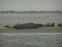 Seals at the Vondelingsplaat sandbank, viewed from the Seal Safari boat on the National Park Oosterschelde