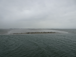 The Vondelingsplaat sandbank with seals, viewed from the Seal Safari boat on the National Park Oosterschelde