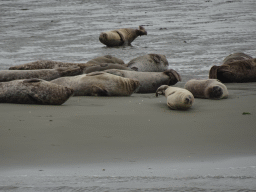 Seals at the Vondelingsplaat sandbank, viewed from the Seal Safari boat on the National Park Oosterschelde