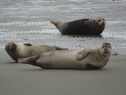 Seals at the Vondelingsplaat sandbank, viewed from the Seal Safari boat on the National Park Oosterschelde