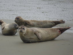 Seals at the Vondelingsplaat sandbank, viewed from the Seal Safari boat on the National Park Oosterschelde