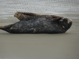 Seals at the Vondelingsplaat sandbank, viewed from the Seal Safari boat on the National Park Oosterschelde