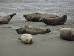 Seals at the Vondelingsplaat sandbank, viewed from the Seal Safari boat on the National Park Oosterschelde