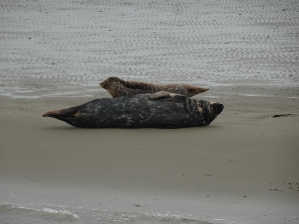 Seals at the Vondelingsplaat sandbank, viewed from the Seal Safari boat on the National Park Oosterschelde