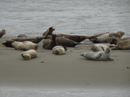 Seals at the Vondelingsplaat sandbank, viewed from the Seal Safari boat on the National Park Oosterschelde