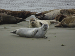 Seals at the Vondelingsplaat sandbank, viewed from the Seal Safari boat on the National Park Oosterschelde