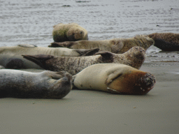 Seals at the Vondelingsplaat sandbank, viewed from the Seal Safari boat on the National Park Oosterschelde