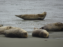 Seals at the Vondelingsplaat sandbank, viewed from the Seal Safari boat on the National Park Oosterschelde