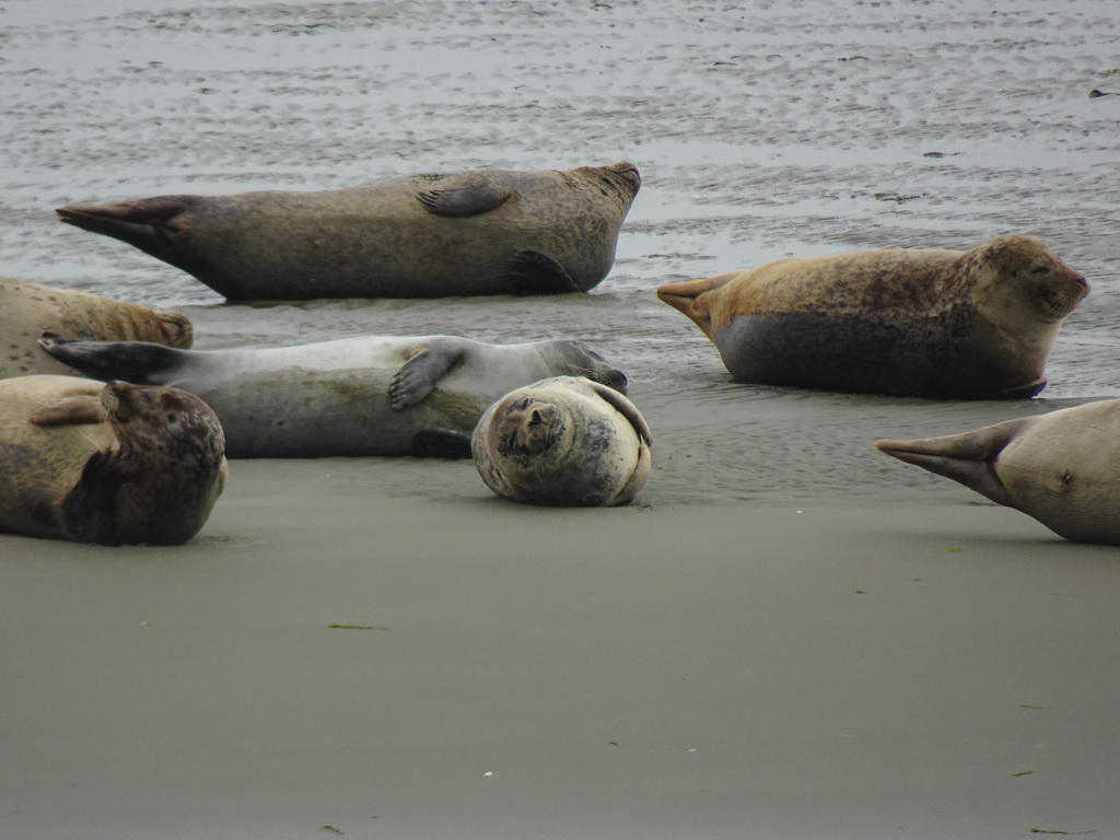 Seals at the Vondelingsplaat sandbank, viewed from the Seal Safari boat on the National Park Oosterschelde