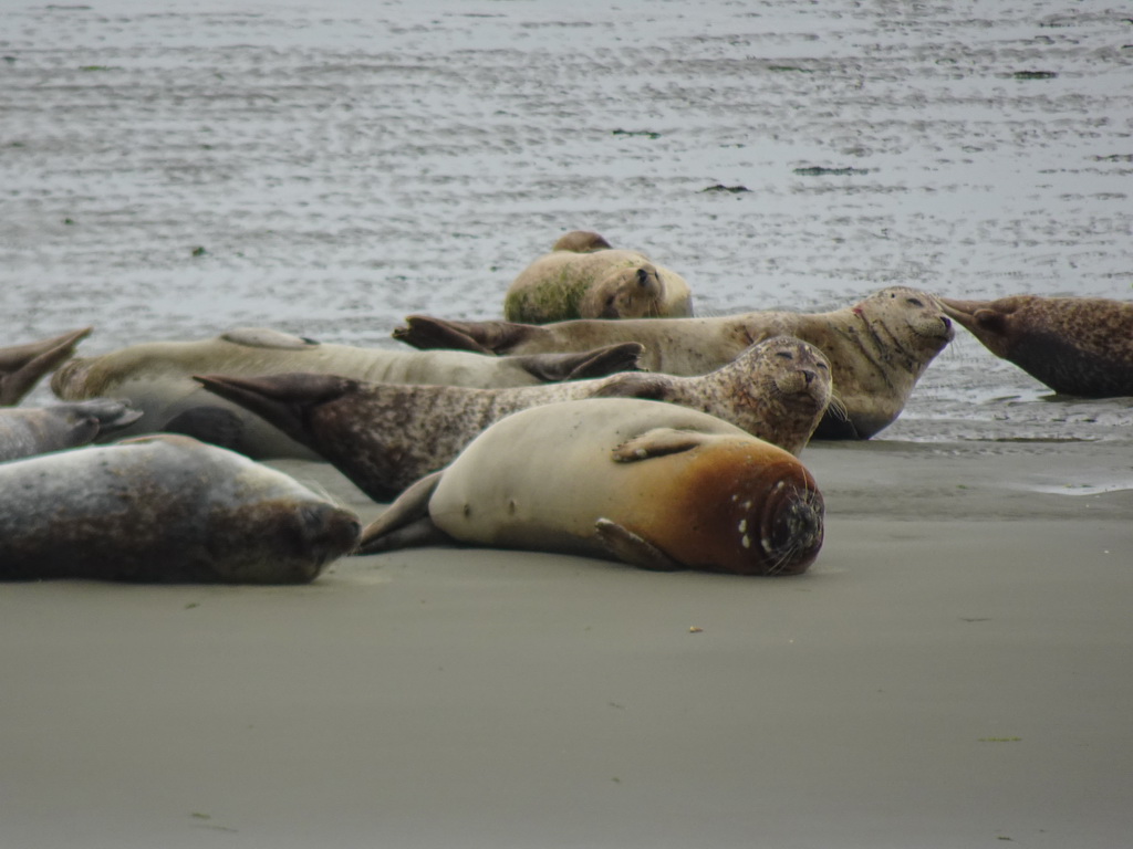 Seals at the Vondelingsplaat sandbank, viewed from the Seal Safari boat on the National Park Oosterschelde