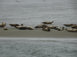 Seals at the Vondelingsplaat sandbank, viewed from the Seal Safari boat on the National Park Oosterschelde