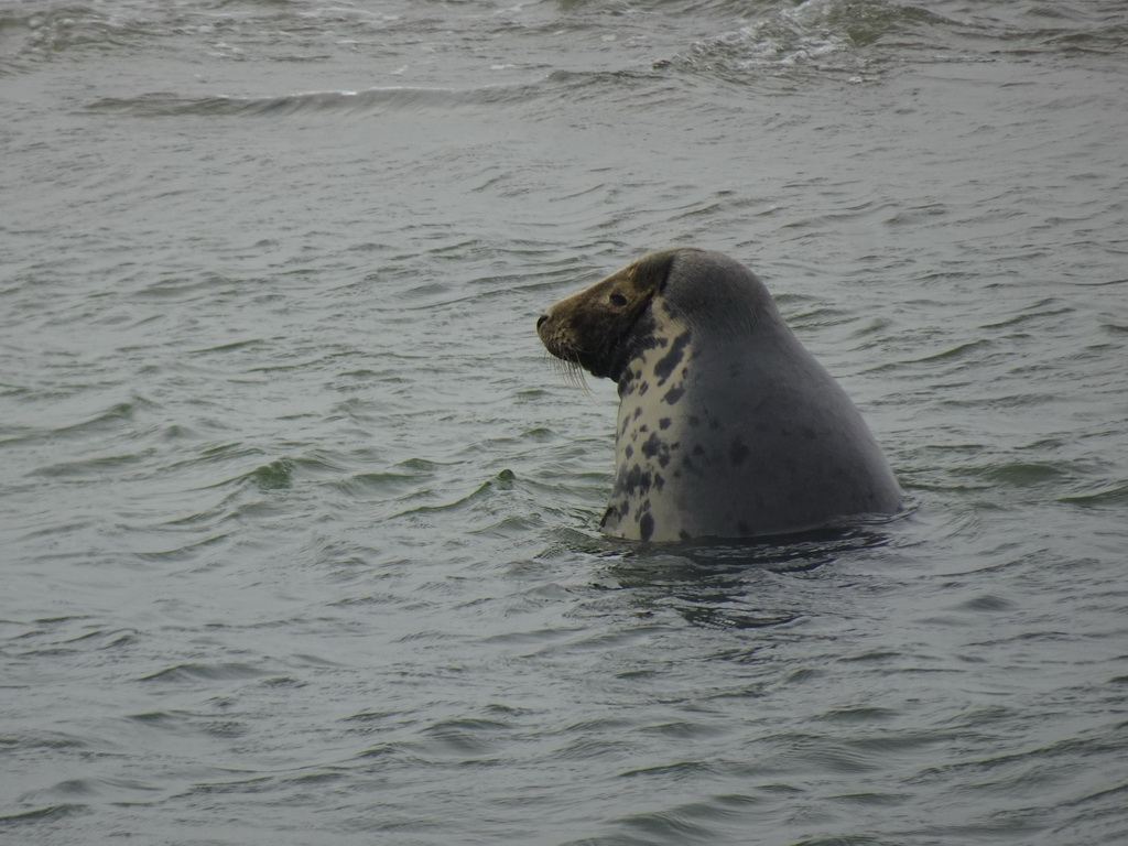 Seal in the water near the Vondelingsplaat sandbank, viewed from the Seal Safari boat on the National Park Oosterschelde
