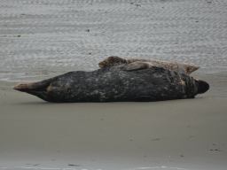 Seals at the Vondelingsplaat sandbank, viewed from the Seal Safari boat on the National Park Oosterschelde