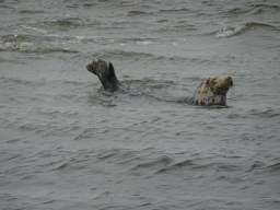 Seal in the water near the Vondelingsplaat sandbank, viewed from the Seal Safari boat on the National Park Oosterschelde