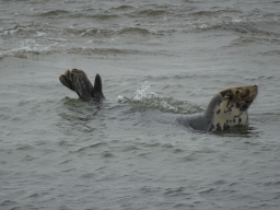 Seal in the water near the Vondelingsplaat sandbank, viewed from the Seal Safari boat on the National Park Oosterschelde