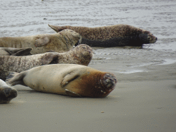 Seals at the Vondelingsplaat sandbank, viewed from the Seal Safari boat on the National Park Oosterschelde