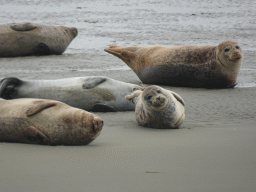 Seals at the Vondelingsplaat sandbank, viewed from the Seal Safari boat on the National Park Oosterschelde