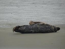 Seals at the Vondelingsplaat sandbank, viewed from the Seal Safari boat on the National Park Oosterschelde