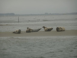 Seals at the Vondelingsplaat sandbank, viewed from the Seal Safari boat on the National Park Oosterschelde