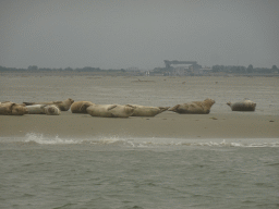 Seals at the Vondelingsplaat sandbank and the Veerhaven harbour at Kats, viewed from the Seal Safari boat on the National Park Oosterschelde