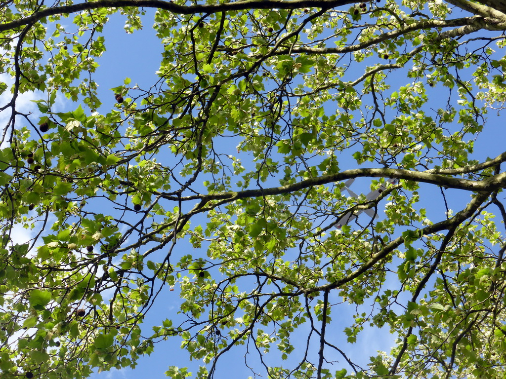 Airplane flying above the trees, during the Liberation Day procession