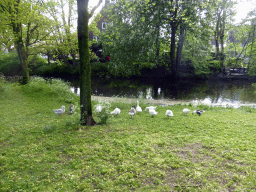 Geese at the Walstraat street