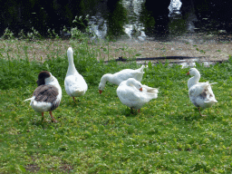 Geese at the Walstraat street