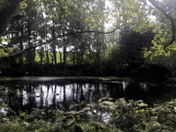 Ducks at the Stadsgracht canal at the Bowlespark