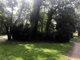 Trees and plants at the Bowlespark