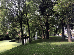 Ducks, Geese and a fountain at the Stadsgracht canal at the Emmapark