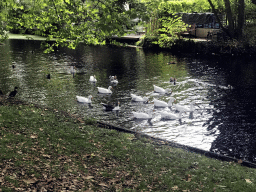 Ducks and Geese at the Stadsgracht canal at the Emmapark