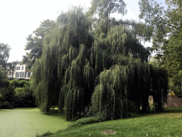 Tree at the Stadsgracht canal at the Emmapark