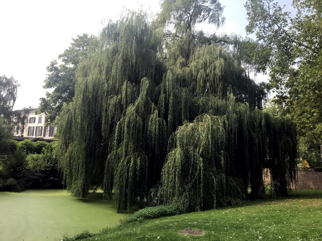 Tree at the Stadsgracht canal at the Emmapark