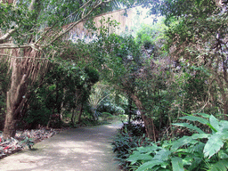 Trees and plants at the Xinglong Tropical Garden